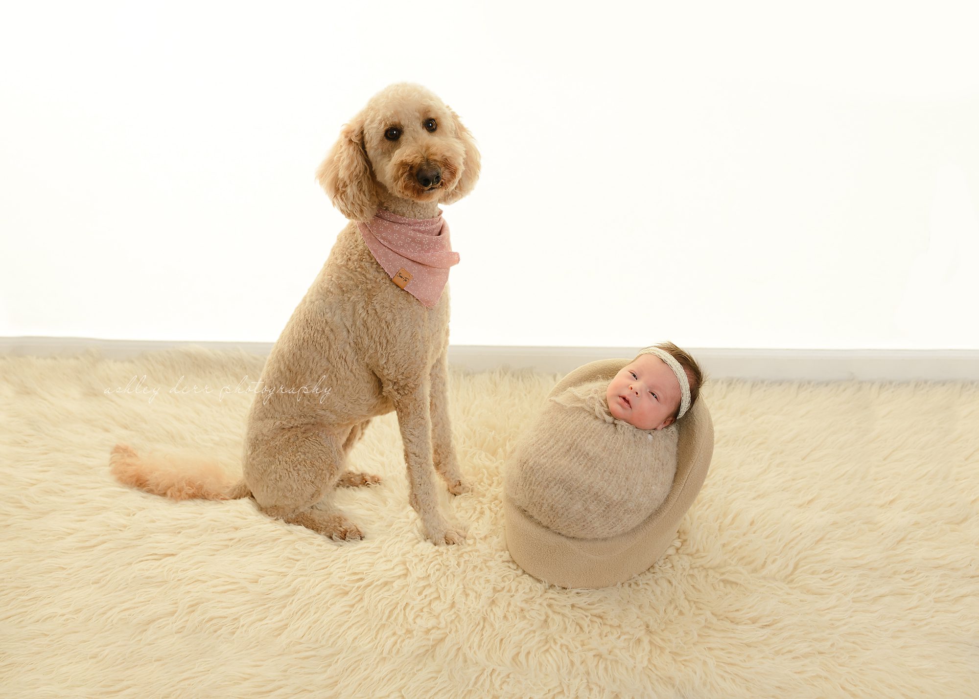 top newborn photography pittsburgh